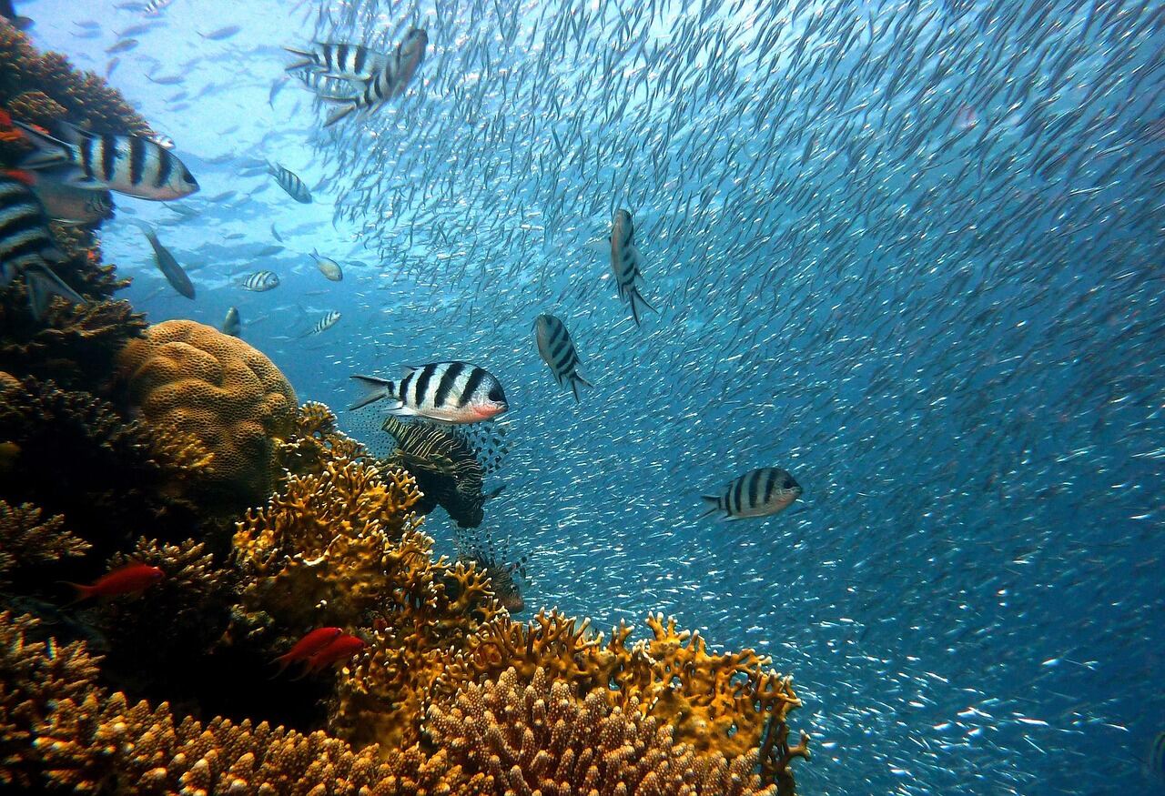 Snorkeling & Reefs